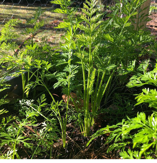 Carrot fronds