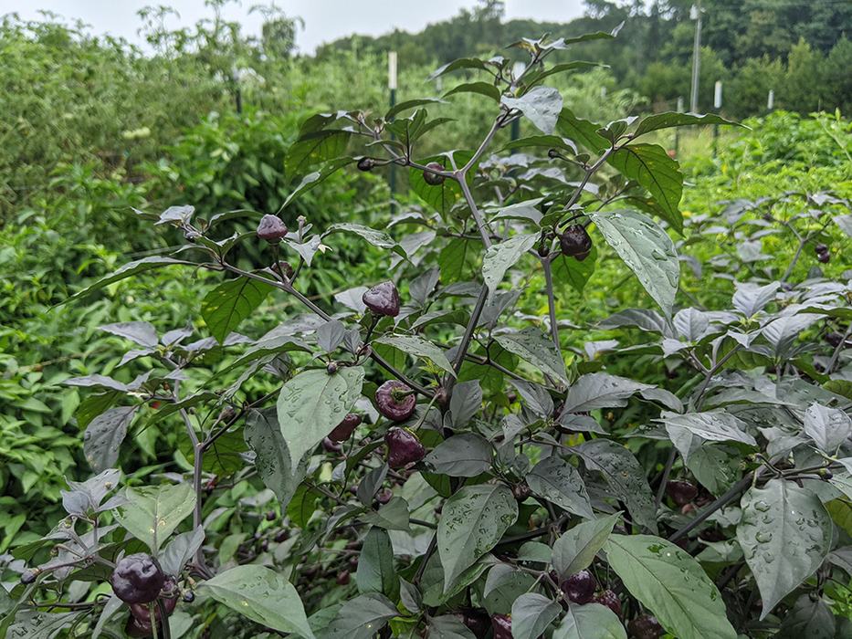 Purple chili pepper plant with raindrops in a green garden background
