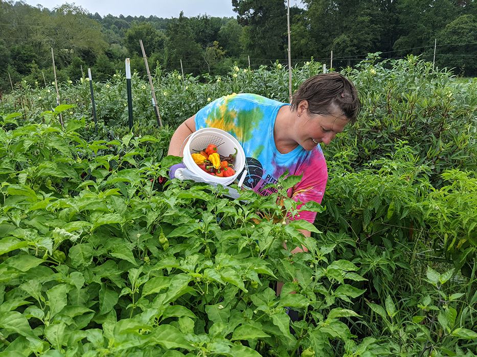Person harvesting colorful peppers into a colander in a dense pepper field