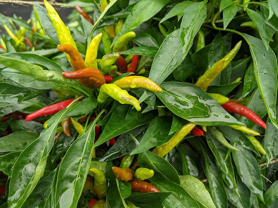 Cluster of red, yellow, and green chili peppers on wet leafy plant