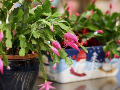 holiday plants