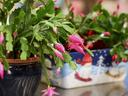 holiday plants