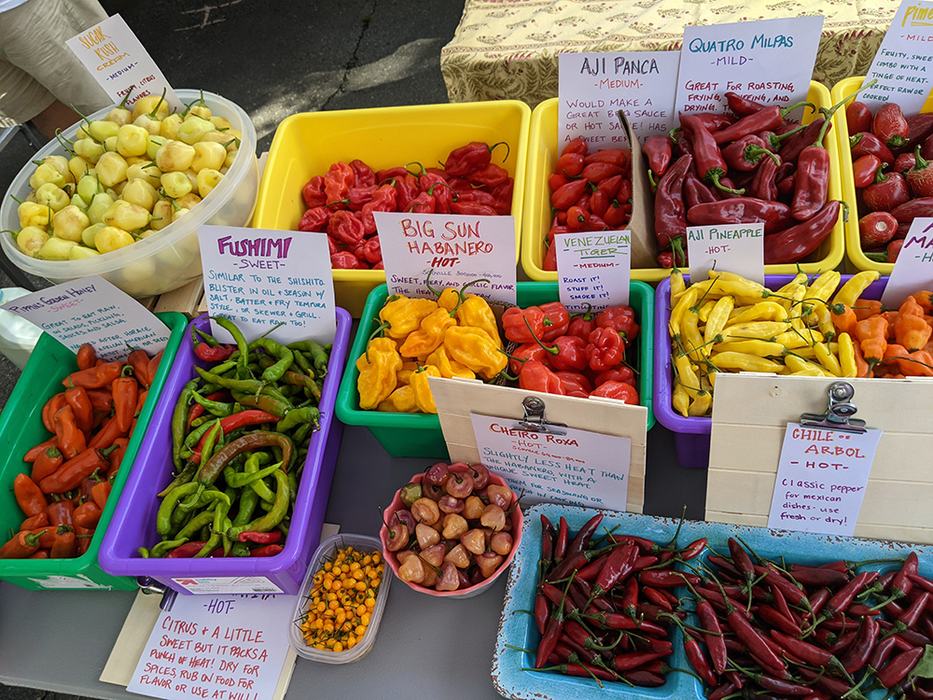 Colorful bins of assorted fresh peppers with signs reading "Big Sun Habanero" and "Chile Arbol"