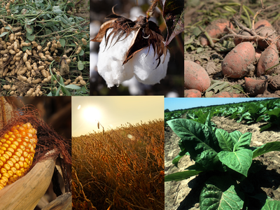 Collage of crops: peanuts, cotton boll, sweet potatoes, corn, soybean field, young leafy plants