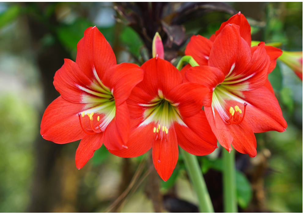 amaryllis