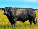 Black Bull Standing in Field