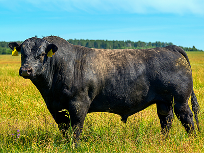 Black Bull Standing in Field