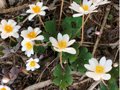 Bloodroot
