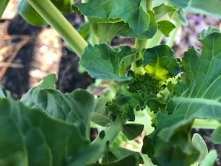 Broccoli
