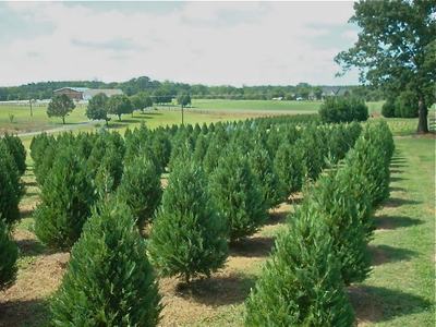 Local Christmas Trees