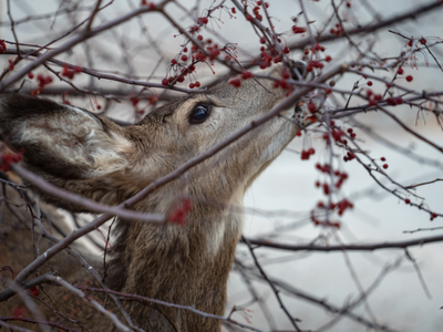 Deer Eating Tree