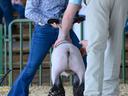 Lamb Show - Bracing