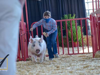 Swine Showman entering the ring