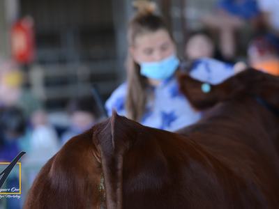 Steer Show, blurry rear view