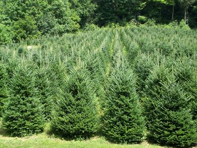 Rows of evergreen trees on a Christmas tree farm with a forested background