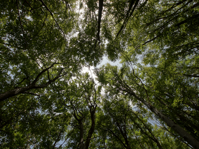 Forest in Union County