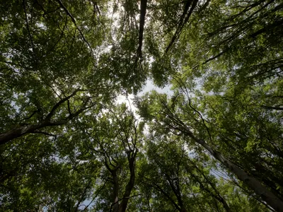Forest in Union County