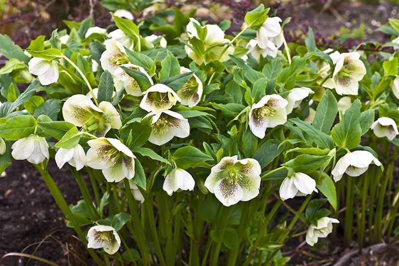 image of hellebore