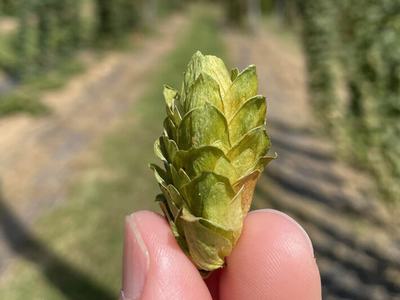 Hop cone in hand