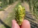 Hop cone in hand