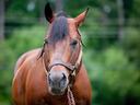Bay horse wearing a halter and lead rope, facing the camera