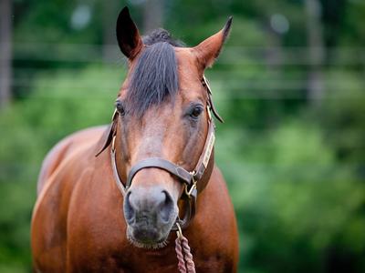 Bay horse wearing a halter and lead rope, facing the camera