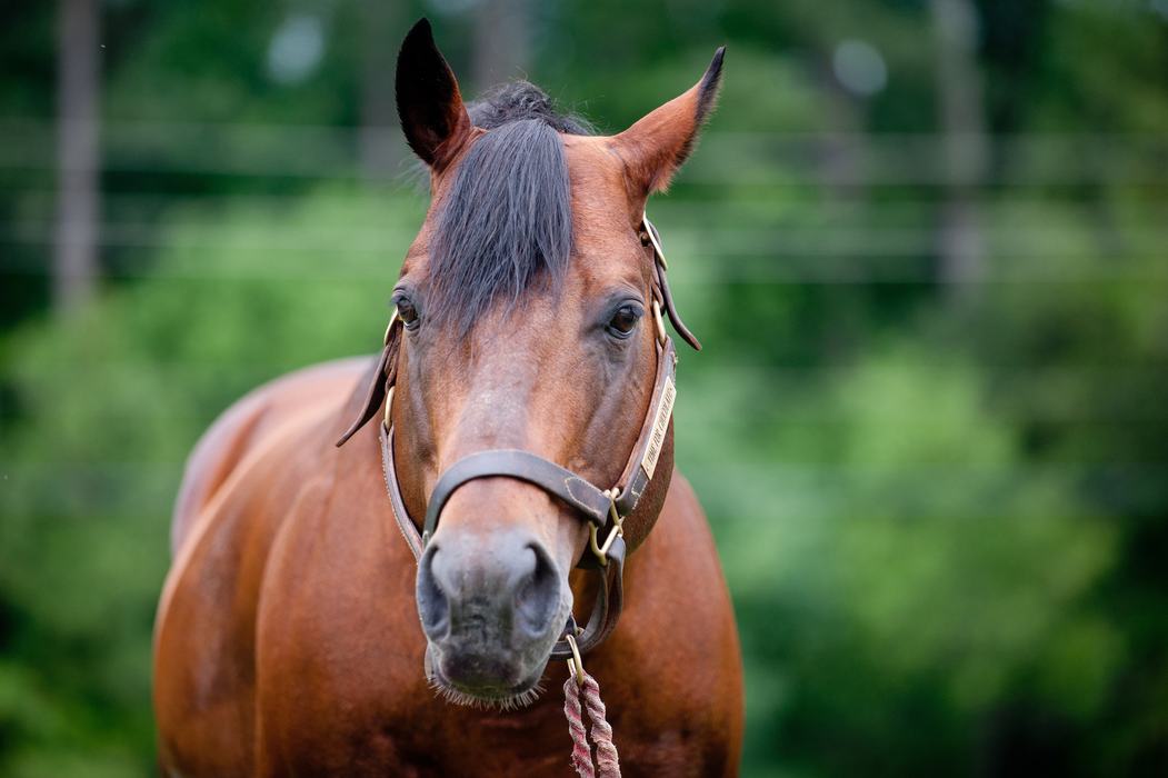 Bay horse wearing a halter and lead rope, facing the camera