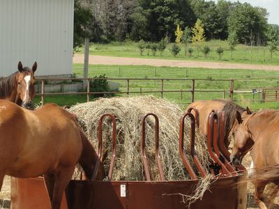 horses eating hay