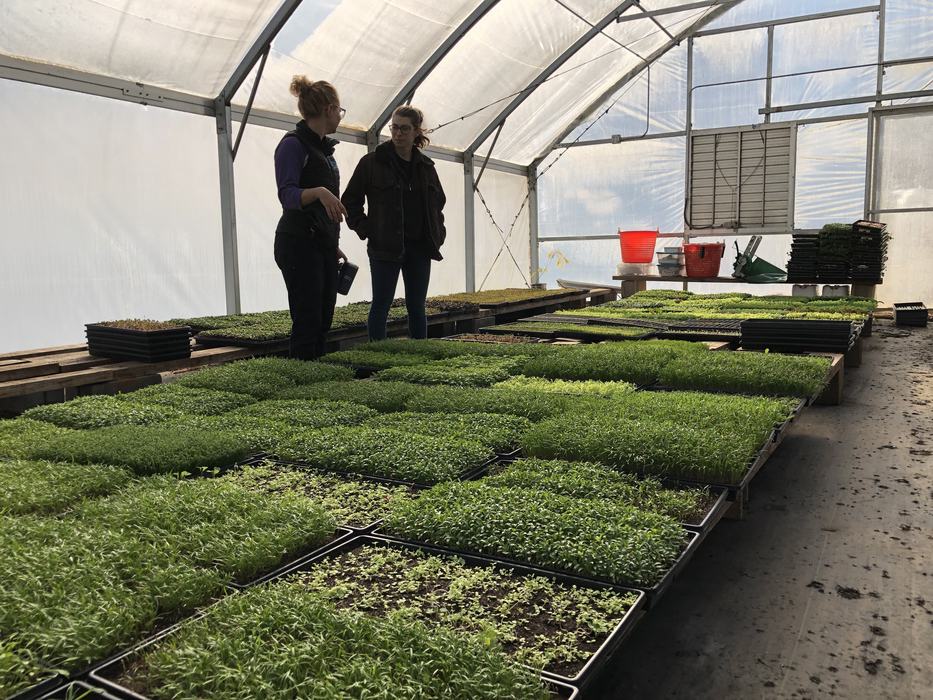 Two people talking inside a greenhouse surrounded by trays of seedlings