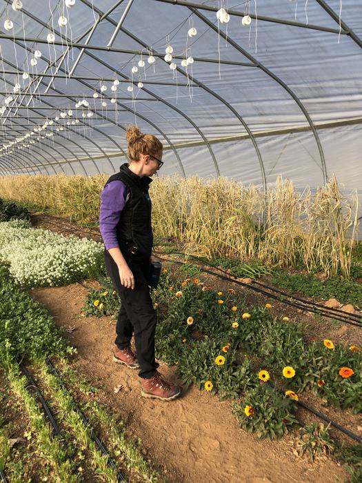 Person walking down greenhouse aisle inspecting rows of flowering plants