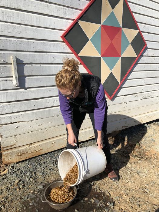 Person pouring bucket of small berries into colander by white siding and quilt-block panel