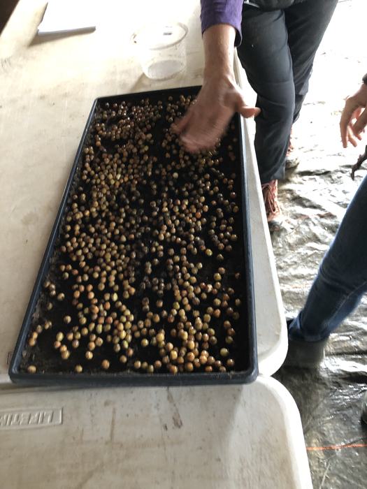 Hand scattering small round seeds on soil in a shallow black tray on a table
