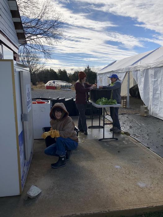 Three people washing and sorting lettuce at an outdoor table beside a white tent