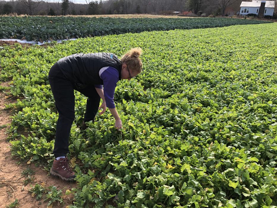 Woman in a field of radish.