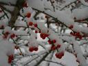 Snow on berry-laden branches of a deciduous holly