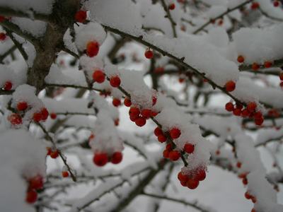 Snow on berry-laden branches of a deciduous holly