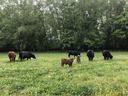 Cows and two calves grazing in a grassy meadow with trees in the background