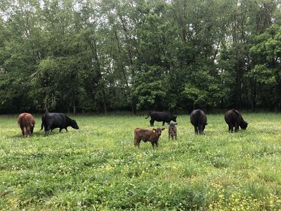 Cows and two calves grazing in a grassy meadow with trees in the background