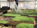 Person watering trays of seedlings in a greenhouse