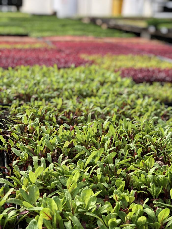 Trays of green and red microgreen seedlings in a greenhouse