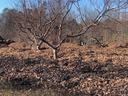 Leafless orchard trees with ground covered in fallen leaves and clear blue sky