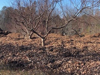 Leafless orchard trees with ground covered in fallen leaves and clear blue sky