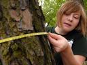 measuring tree