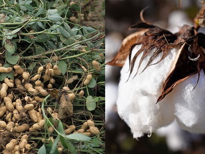 Harvested peanuts with plants (left) and an open cotton boll on a plant (right)