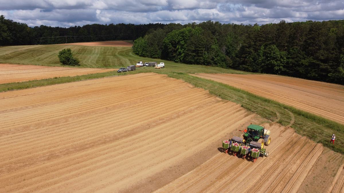 Tobacco Planting in Person Co