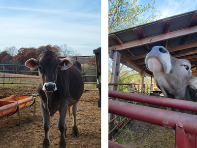 Two cows in pens — left facing camera with ear tag 533; right close-up sniffing rails, tag 572.