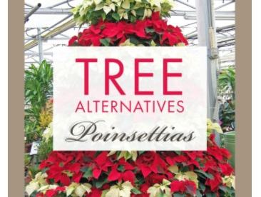 Poinsettia tree