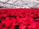 Red Flowers in Greenhouse