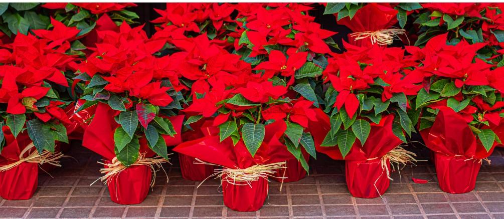 Poinsettia plants