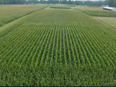 Aerial view of cornfield with straight crop rows and farm buildings beyond
